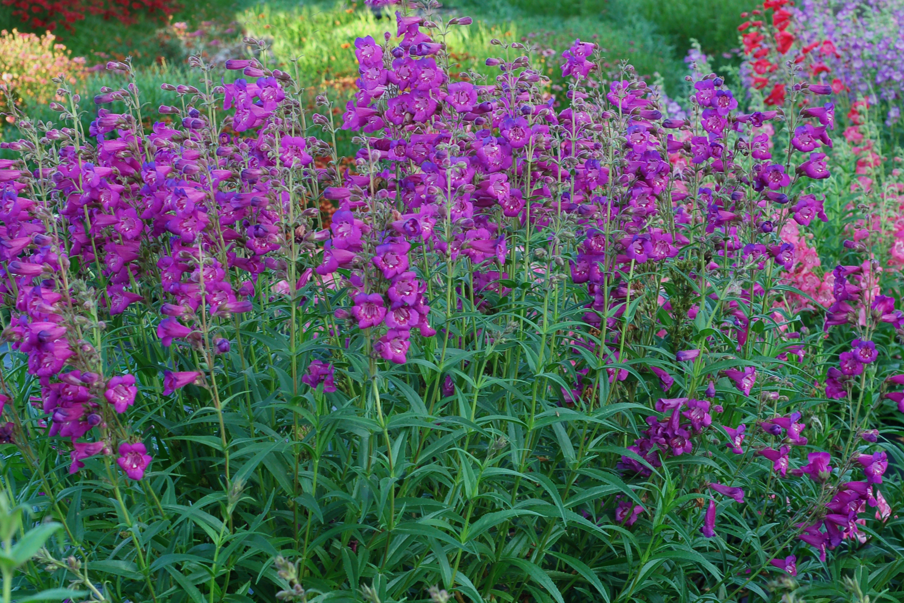 PENSTEMON Cha Cha Purple emerisa gardens